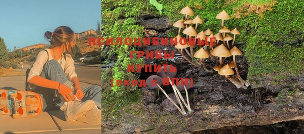 шишки Верея